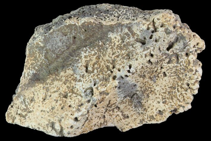 Ceratopsian Frill Shield Section - Canada #94869